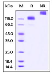 Cynomolgus M-CSFR, Fc Tag on SDS-PAGE under reducing (R) and non-reducing (NR) conditions. The gel was stained overnight with Coomassie Blue. The purity of the protein is greater than 95%.